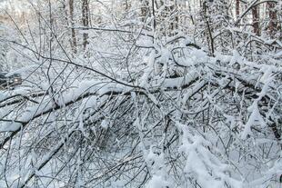 IMG_0745
